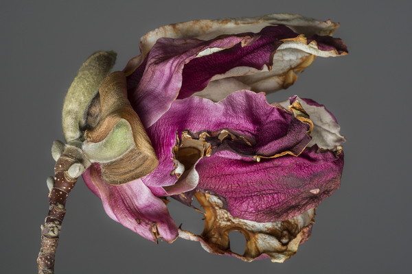 Magnolia liliflora_Burning #6 133×200cm, Archival Pigment Print 2022, 이미지 라이카 카메라 코리아 제공